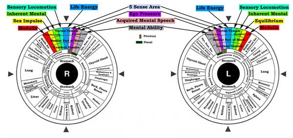 Irisology Chart